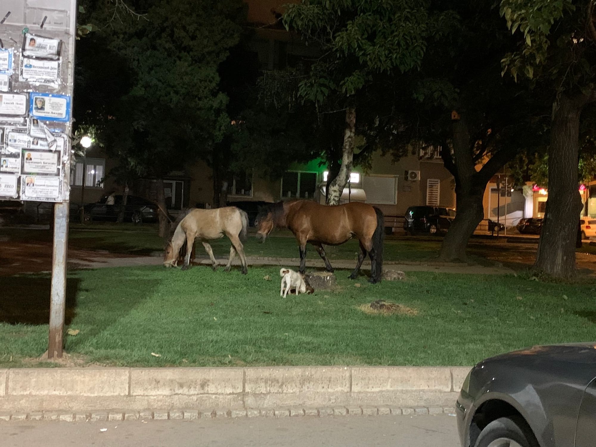 Gradski park sinoć pun životinja